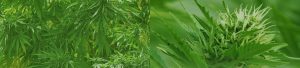 Buy CBD Oil Online Hemp vs Marijuana 3