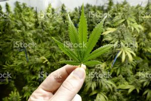 Buy CBD Oil Online Hemp vs Marijuana