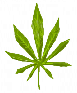 Buy CBD Oil Online CBD Isolate Cannabis Sativa