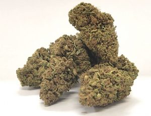 Mendo Purps Web Picture